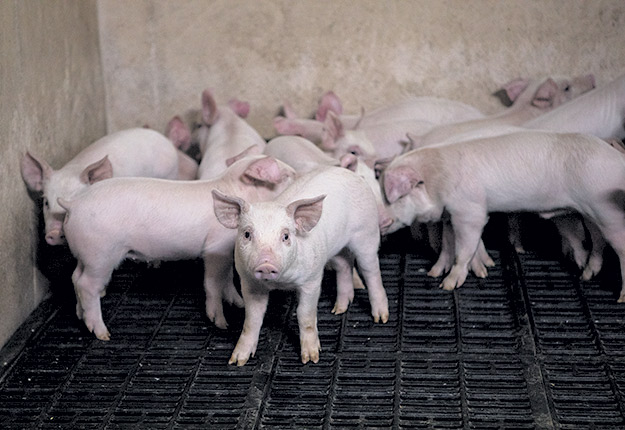 Le sevrage est une phase critique de l’élevage porcin, puisqu’il est associé à des changements majeurs dans la composition du microbiote intestinal du porcelet qui prédisposent ce dernier aux infections microbiennes. Photo : Archives/TCN