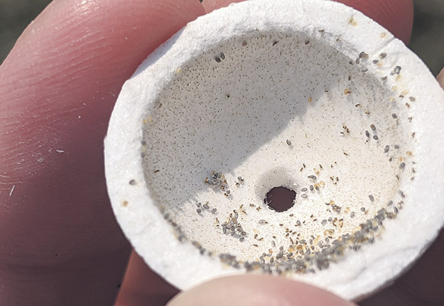 Voici à quoi ressemble l’intérieur d’une capsule de trichogramme. Anatis Bioprotection estime épandre 400 000 de ces larves de guêpes par hectare. Photos : Anatis Bioprotection