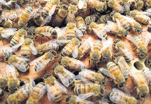 Plusieurs maladies, parasites et prédateurs sont susceptibles d’affecter le développement, la productivité et la survie des abeilles. Photo : Archives/TCN