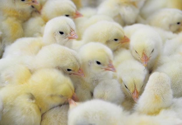 Les poussins et les poulets en bas âge sont les plus affectés par la coccidiose, maladie parasitaire qui cause des retards de croissance. Photos : Gracieuseté de Carl Julien