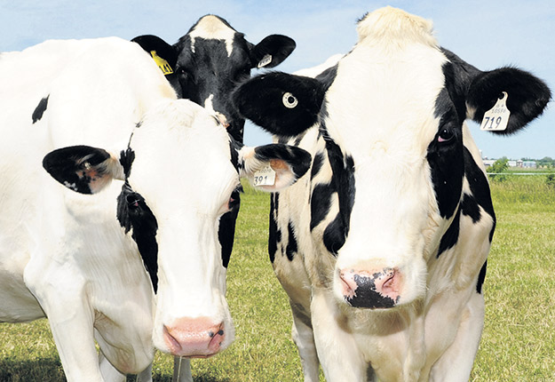Les vaches ne devront plus être attachées 365 jours par année. Elles devront, à un moment ou un autre, avoir la possibilité de « se mouvoir », par exemple en allant au pâturage. Photo : Archives/TCN