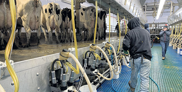 La température dans la salle de traite est maintenue à 2 ou 3 °C l’hiver, notamment grâce au plancher chauffant.