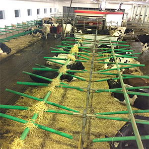 Dans la toute nouvelle vacherie, le confort des vaches est entre autres assuré par l’aménagement de logettes. – Gracieuseté Ferme M.B. Marronniers