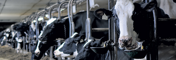 La ferme compte 215 vaches Holstein en lactation.  Photo : Gracieuseté de la Ferme Émilien Pouliot et Fils