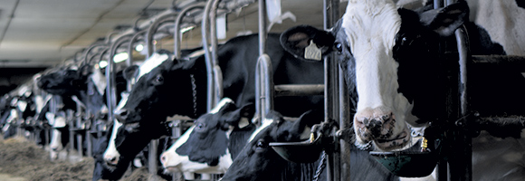 La ferme compte 215 vaches Holstein en lactation. Photo : Gracieuseté de la Ferme Émilien Pouliot et Fils