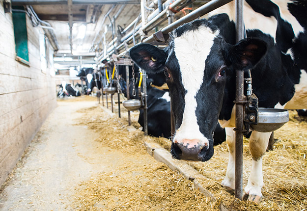 Les producteurs de lait ont jusqu’au 31 mars pour s’inscrire afin de recevoir leur prochaine compensation. Photo : Martin Ménard/TCN