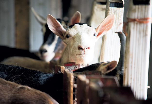 Les producteurs de lait de chèvre obtiennent depuis le 1er novembre une majoration de prix de 5 % pour leur produit. Photo : Archives/TCN