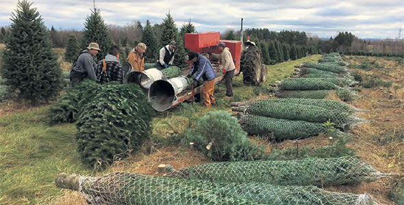 En temps normal, un chantier de récolte mobilise sept ou huit travailleurs. Photo : Gracieuseté du MAPAQ de l’Estrie