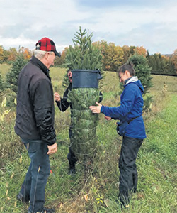 Le MAPAQ et l’APANQ ont étudié l’impact d’une technique d’emballage prérécolte sur les arbres. Photo : Gracieuseté du MAPAQ de l’Estrie