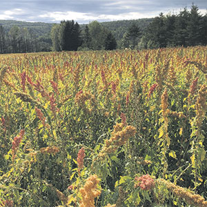 Après une année décevante, Marc-Antoine Paquet entend bien relancer la culture du quinoa biologique en 2022.