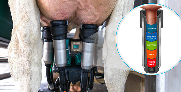 L’une des principales caractéristiques du DairyRobot R9500 est le processus de traite In-Liner EverythingMC qui effectue toutes les étapes de la traite en un seul attachement; nettoyage, stimulation, égouttage, traite et post-trempage.