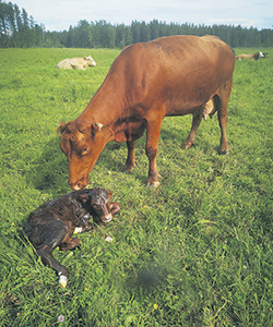 Une maman bien fière de son nouveau-né.