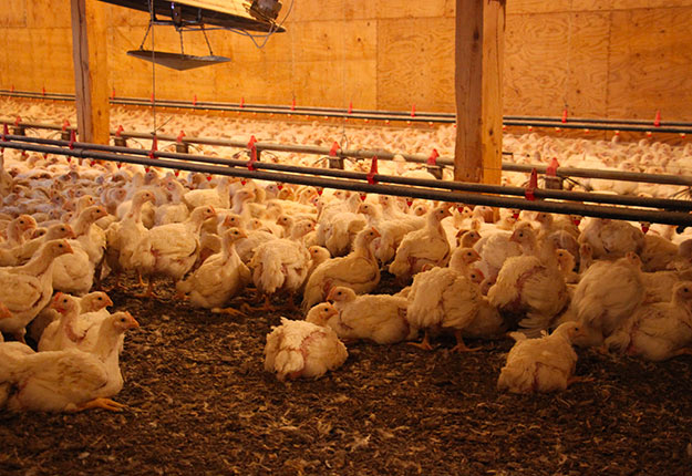 Des milliers de poulets ont commencé à être euthanasiés par le transformateur Exceldor, qui explique la situation par un manque criant de main-d’œuvre. Photo : Archives/TCN