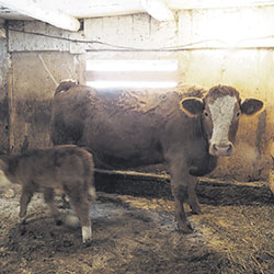 Selon M. Bourgeois, les bovins de boucherie sont des animaux plus farouches que les vaches laitières.