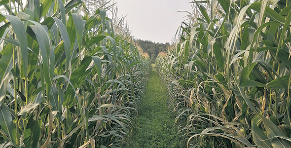 Sortie des croix des hybrides de maïs, période critique au développement des épis, surtout en période de sécheresse. Photos : Nicolas Saint-Pierre