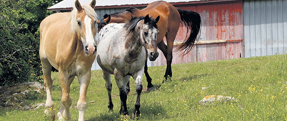 Andréane poursuit en parallèle un élevage de chevaux d’Appaloosa, une race à la robe tachetée originaire du ­ nord-ouest des États-Unis.