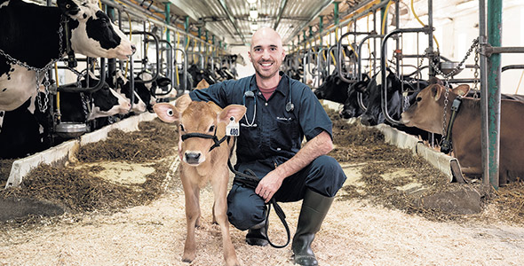 L’étudiant Nicholas Audet a eu un coup de cœur pour la pratique bovine durant ses stages d’été. Photo : Gracieuseté de Nicholas Audet