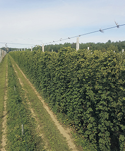 Des tensiomètres sont installés dans les rangs de houblon afin d’évaluer les besoins en eau, ce qui permet de n’arroser qu’au besoin.
