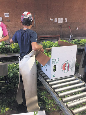 Martin Hubert remarque que chaque boîte de carton qu’il utilise pour ses céleris coûte environ 0,55 $ de plus que l’an dernier. Cela veut donc dire que pour une commande de 80 000 boîtes, il paie 44 000 $ de plus. Photo : Gracieuseté de Martin Hubert