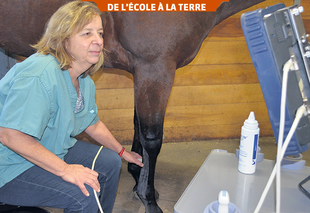 L’identification de la localisation exacte du problème de boiterie chez le cheval et de sa nature est une prémisse au succès thérapeutique. Photo : Virginie Bérubé, ITAQ