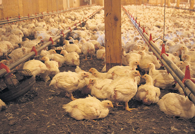 Les éleveurs de poulets du Québec produisent environ 22 % du total de la production canadienne dans le cadre du système national de gestion de l’offre. Photo : Archives/TCN