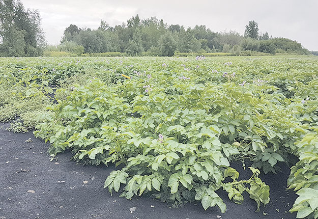 Dans ses essais, le CIEL a réussi à trouver des produits de substitution efficaces aux herbicides, fongicides et insecticides traditionnellement utilisés par les producteurs de pommes de terre au Québec. Photo : Gracieuseté du CIEL