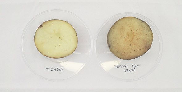 À gauche, une rondelle de pomme de terre traitée à la lumière pulsée et à droite, une rondelle non traitée où les taches de brunissement sont apparentes. Photo : Gracieuseté de Cintech