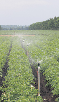 L’irrigation est un aspect important dans la culture de pommes de terre. Photo : Gracieuseté de l’IRDA