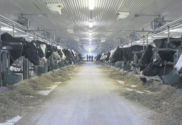 Dans une entreprise laitière, plusieurs méthodes de travail peuvent être mises en place pour gagner en efficacité. Photo : Gracieuseté de VIA Pôle d’expertise