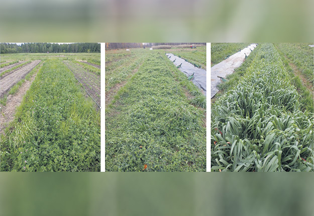 Différents traitements d’engrais verts ont été évalués en rotation de cultures légumières.