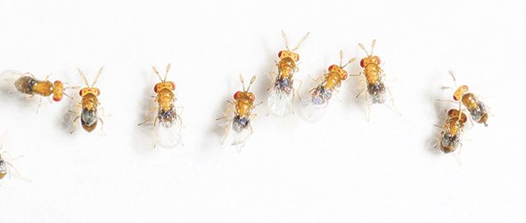 Les trichogrammes sont de petites guêpes ou de petites mouches dont les larves viennent parasiter les œufs de l’insecte-hôte.