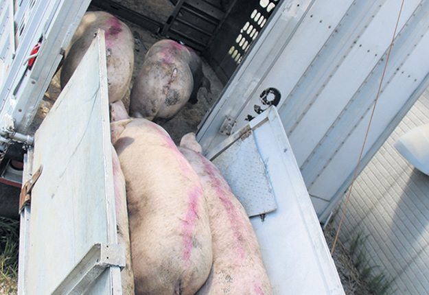 Des éleveurs ont dû précipiter certaines réparations ou projets de construction depuis les deux dernières années pour arriver à gérer les nombreux porcs en attente et adapter leurs équipements au poids des bêtes, comme les rampes d’embarquement pour le transport des animaux. Photo : Archives/TCN