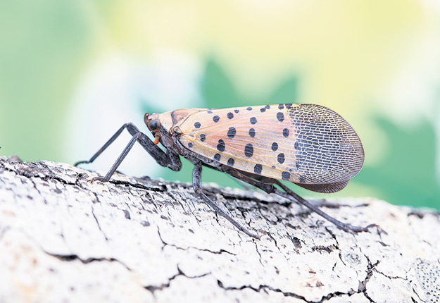 Le fulgore tacheté, un insecte envahissant originaire de Chine, se nourrit de la sève des plantes, ce qui entrave la circulation normale des nutriments et nuit à la croissance. Photos : MAPAQ