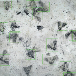 Opération de comptage des papillons à l’intérieur du piège automatisé Trapview. Les papillons sont ciblés et l’information traitée par les algorithmes permet de les identifier. 