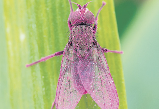 Dotées d’un marqueur visuel rose, les mouches stériles sont relâchées manuellement en bordure des champs. Photo : Gracieuseté de Joseph Moisan De Serres/MAPAQ