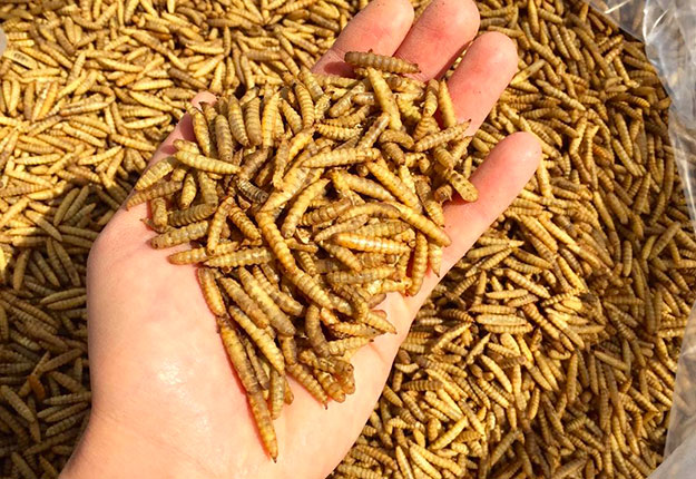 Les larves d’insectes d’Entosystem sont transformées en farine destinée à l’alimentation des animaux. Photo : Gracieuseté d’Entosystem