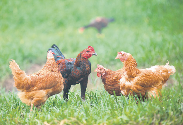 Les producteurs de poulet hors quota, c’est-à-dire ceux qui détiennent 300 têtes ou moins, revendiquaient depuis longtemps un assouplissement des règles afin de pouvoir abattre leurs volailles directement à la ferme et de commercialiser leur viande localement. Photo : Shutterstock