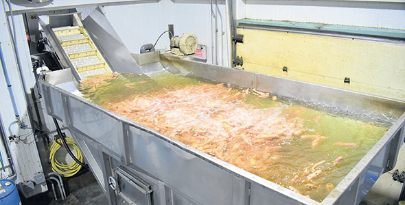 Un appareil de lavage et brossage des légumes qui utilise l’eau comme amortissement de chute et comme agent nettoyant. Photo : Gracieuseté d’Agricor