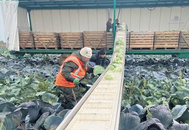 Les remorques légumières sont équipées de tapis de récolte repliables et de différentes longueurs. Photo : Gracieuseté de Machineries Del Mont Guay