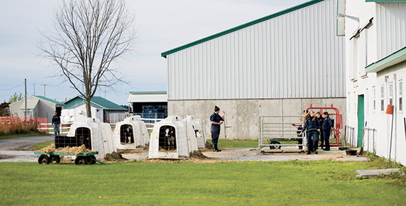 La ferme laitière Maskita doit être mise à jour en matière de bien-être animal, notamment. Photo : Archives/TCN