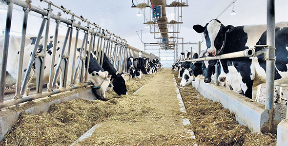 La Ferme Mon Rocher compte un total de 130 vaches de race Holstein, dont une soixantaine en lactation. 