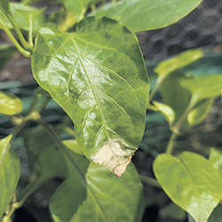 L’oïdium du poivron est causé par un champignon qui provoque des taches jaunes sur la face supérieure des feuilles.