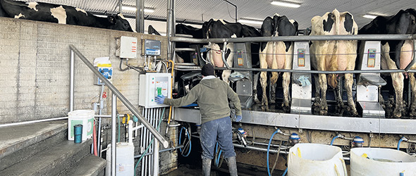 Un carrousel est utilisé pour la traite des vaches.