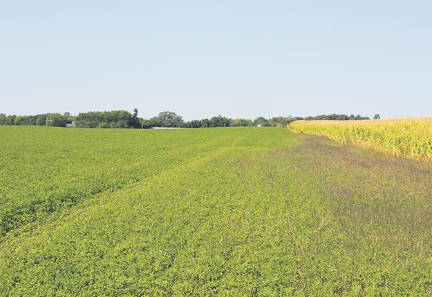 Un champ de luzerne génétiquement modifiée, dont la partie droite n’a pas été traitée avec les herbicides.