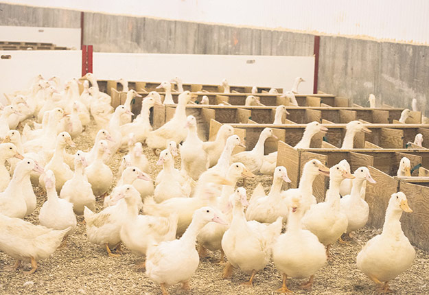 Ce sont environ 200 000 canards de Pékin de l’entreprise Canards du Lac Brome qui ont dû être euthanasiés après une éclosion de grippe aviaire dans quatre de ses 13 sites d’élevage. Photo : Gracieuseté des Canards du Lac Brome