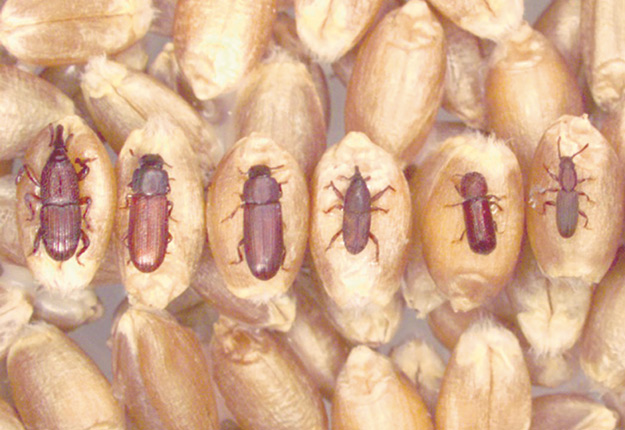 Certains insectes retrouvés dans les silos sont microscopiques; d’autres sont de la taille et de la couleur d’un grain de blé.