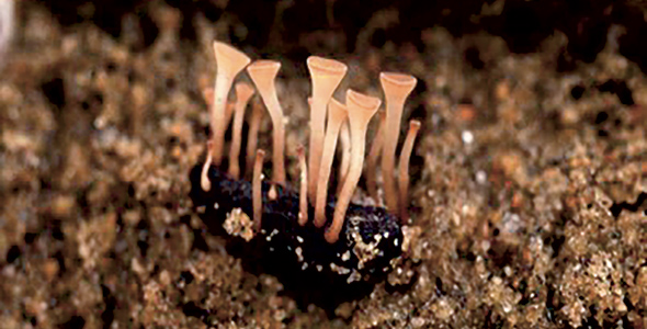 Sclérote produisant plusieurs apothécies. Les sclérotes sont de petites structures noires produites à l’intérieur et sur la surface des tiges et des gousses et qui tombent à terre pendant la récolte. Les sclérotes permettent à l’agent pathogène de survivre à des conditions extrêmes pendant plusieurs années.