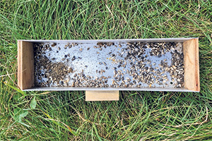 Différents stades de développement du couvain accumulés dans un tiroir placé au fond de la ruche. Photo : Différents stades de développement du couvain accumulés dans un tiroir placé au fond de la ruche. Photo : Sarah Tremblay