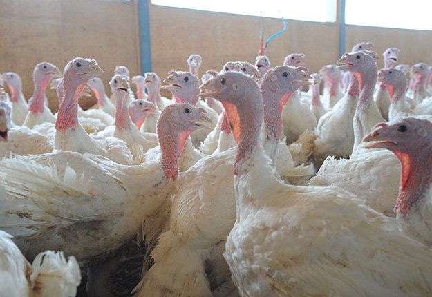Un troupeau commercial de dindon de Saint-Gabriel-de-Valcartier est affecté par la souche hautement pathogène H5N1 de la grippe aviaire. Photo : Archives/TCN