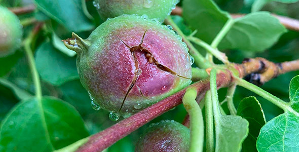 Certaines variétés de pommes d’été, qui avaient déjà commencé à pousser dans le Verger Méli-Mélo, ont été endommagées par la grêle. 